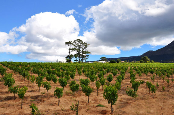 康斯坦提亚：南非最古老迷人的葡萄酒庄