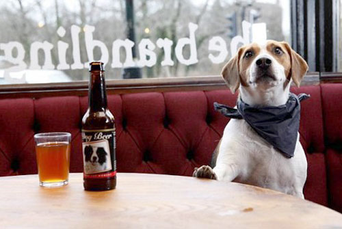 宠物狗啤酒 让你的爱犬狗也喝一杯